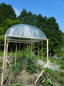 トマトの屋根