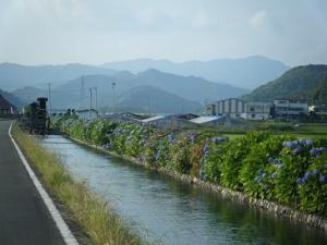 安並の紫陽花 安並の紫陽花