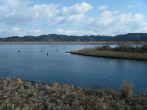 四万十川 青海苔漁 四万十川 青海苔漁