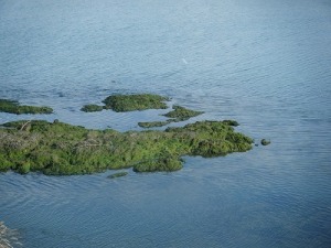 青海苔 青海苔