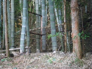 イノシシのわな イノシシのわな
