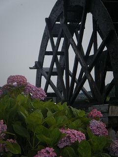 四万十市安並の紫陽花 四万十市安並の紫陽花