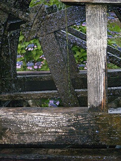 四万十市安並の紫陽花 四万十市安並の紫陽花