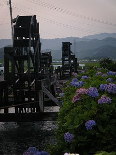 四万十市安並の紫陽花 四万十市安並の紫陽花