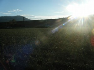 辣韮畑の夕日