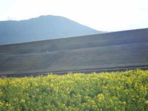 四万十　菜の花畑