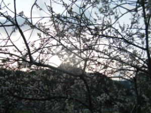 実桜咲いた