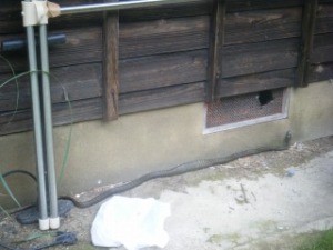 我が家の主 我が家の主